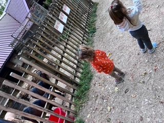 Kinder stehen an einem Tiergehege